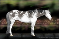 Horse Color:White Spotted Grullo