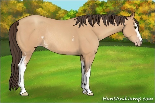 Horse Color:White Spotted Amber Champagne Rabicano 