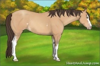 Horse Color:White Spotted Amber Champagne Rabicano