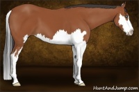 Horse Color:Bay Splash Frame 