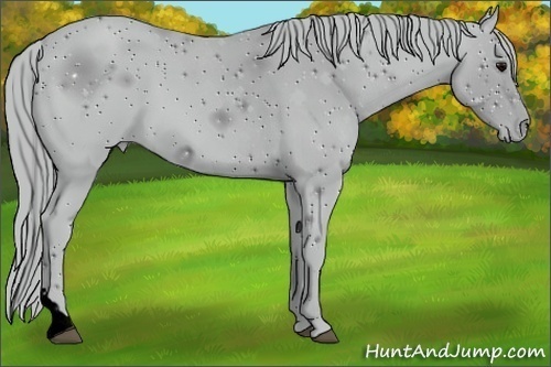 Horse Color:ERROR: UNKNOWN ANOMALY