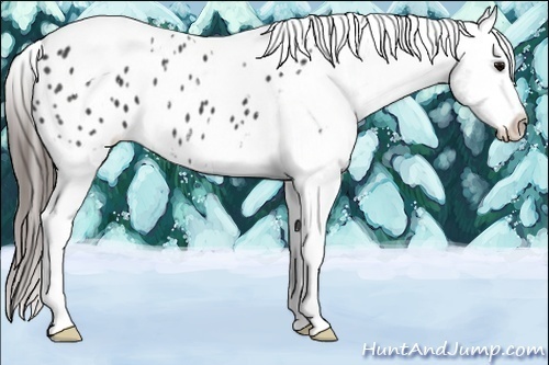 Horse Color:Black Tobiano Appaloosa 