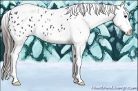 Horse Color:Black Tobiano Appaloosa 