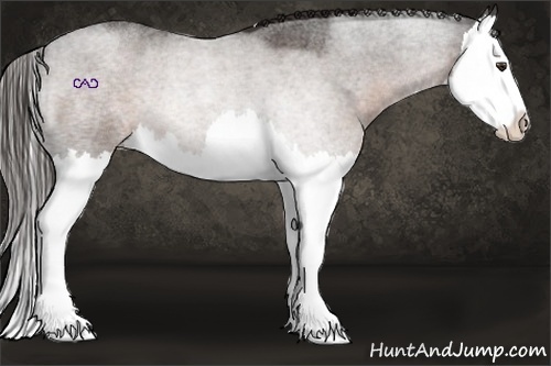 Horse Color:Liver Red Roan Splash
