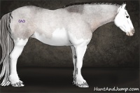 Horse Color:Liver Red Roan Splash