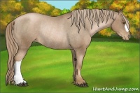 Horse Color:Liver Chestnut Pearl Varnish Rabicano 