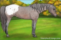 Horse Color:Bay Appaloosa