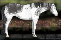 Horse Color:White Spotted Black 
