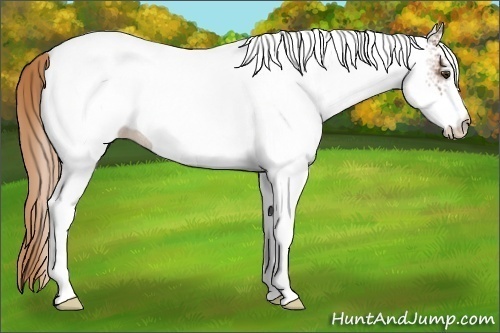 Horse Color:White Spotted Chestnut Rabicano 