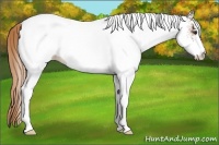 Horse Color:White Spotted Chestnut Rabicano 