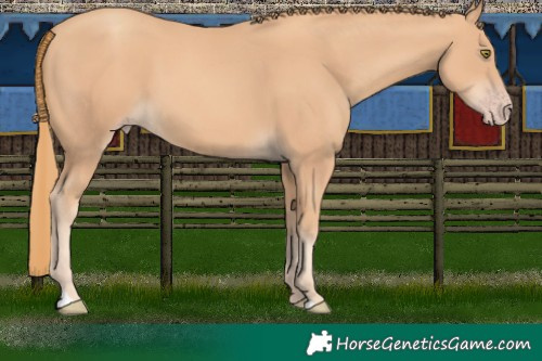 Horse Color:Gold Champagne 