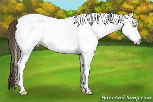 Horse Color:White Spotted Amber Cream Champagne 