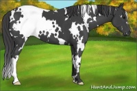 Horse Color:White Spotted Smoky Black