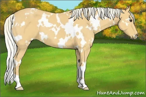 Horse Color:White Spotted Palomino 