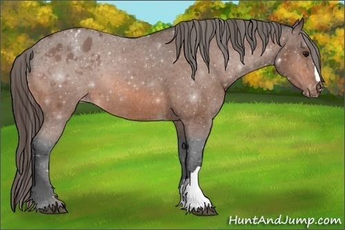 Horse Color:Bay Appaloosa 
