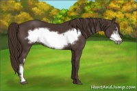 Horse Color:Liver Chestnut Frame 
