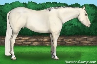 Horse Color:Palomino Pearl Dun Sabino