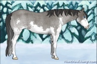 Horse Color:Grullo Roan Splash 