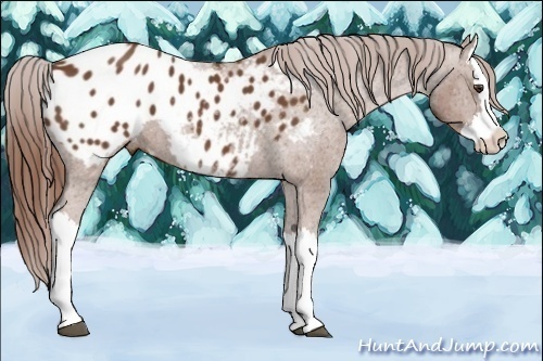 Horse Color:Chestnut Splash Appaloosa 