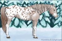 Horse Color:Chestnut Splash Appaloosa
