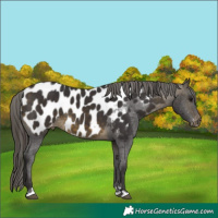 Horse Color:Buckskin Appaloosa 