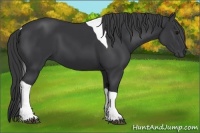 Horse Color:Black Tobiano