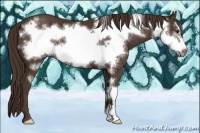 Horse Color:Liver Chestnut Frame 