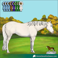 Horse Color:Cremello Dun Sabino Splash 