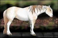 Horse Color:White Spotted Gold Champagne Dun