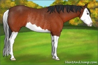 Horse Color:Brown Splash Rabicano