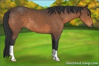 Horse Color:Buckskin 