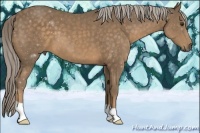 Horse Color:Chocolate Palomino 
