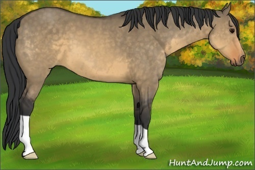 Horse Color:Buckskin Dun 