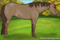 Horse Color:Liver Red Dun Rabicano 