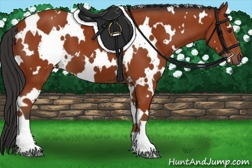 Horse Color:White Spotted Bay 