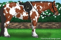 Horse Color:White Spotted Bay 