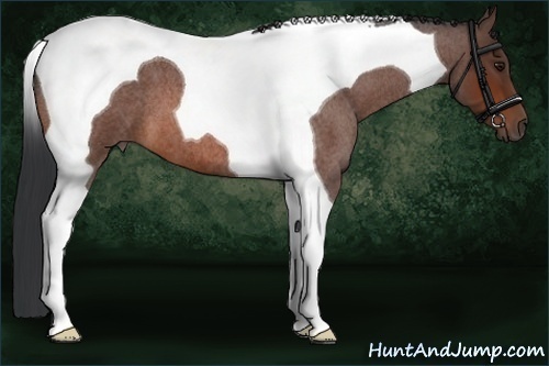 Horse Color:Bay Roan Tobiano 
