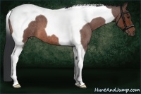 Horse Color:Bay Roan Tobiano
