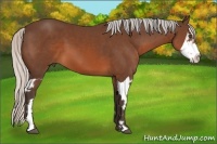 Horse Color:Silver Brown Splash Frame
