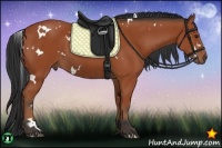 Horse Color:White Spotted Bay