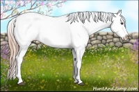 Horse Color:Liver Chestnut Appaloosa Rabicano