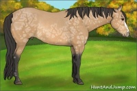 Horse Color:Buckskin Ice Rabicano 