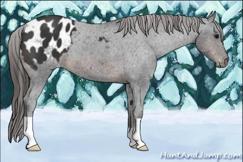 Horse Color:Brown Appaloosa 