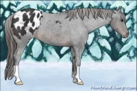 Horse Color:Brown Appaloosa 