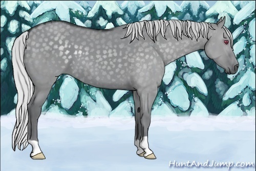 Horse Color:Silver Grullo Chinchilla 
