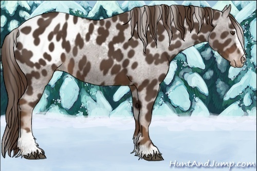 Horse Color:Liver Chestnut Sabino Appaloosa 