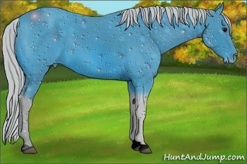 Horse Color:ERROR: UNKNOWN ANOMALY