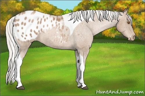 Horse Color:Silver Black Pearl Tobiano Varnish Rabicano