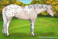 Horse Color:Silver Black Pearl Tobiano Appaloosa Rabicano
