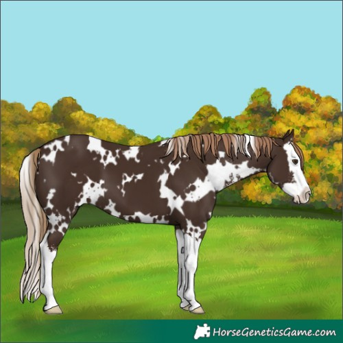 Horse Color:White Spotted Liver Chestnut Sabino Splash 